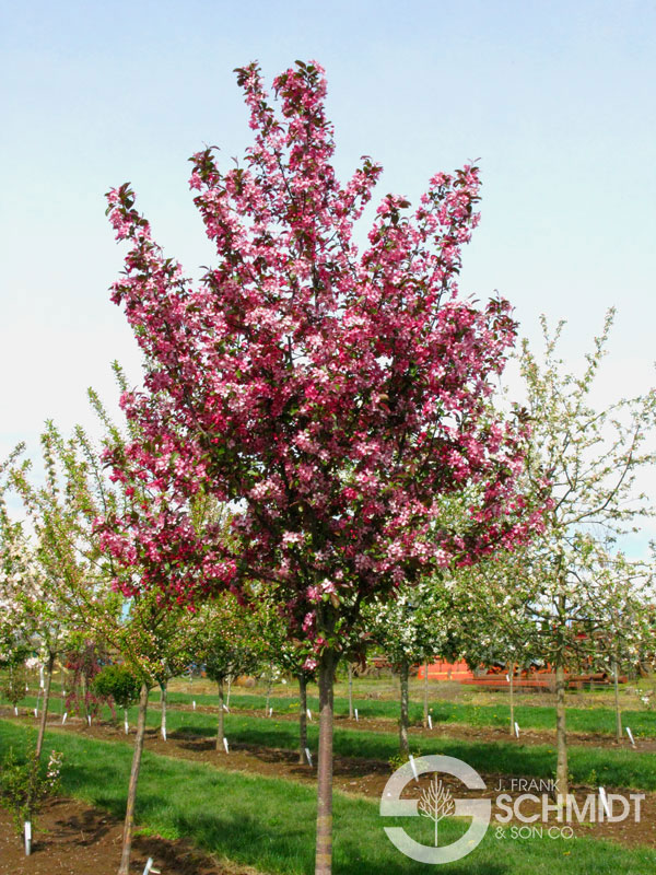 Ruby Dayze® Flowering Crabapple Tree