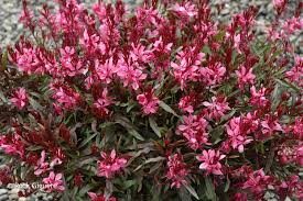 Crimson Whirling Butterflies