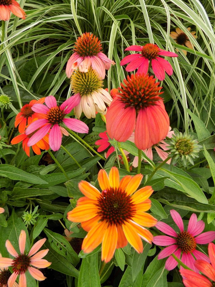 Cheyenne Spirit Echinacea
