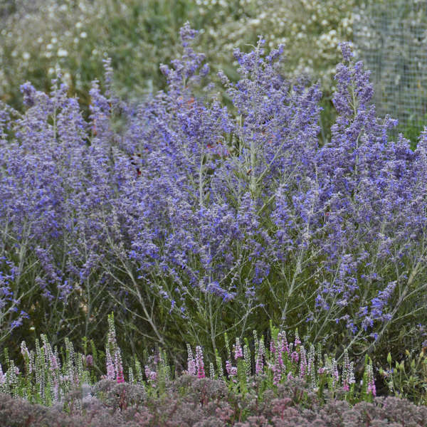 Peek-a-Blue Russian Sage