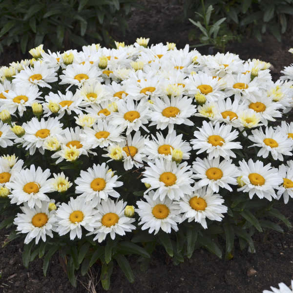 Cream Puff Shasta Daisy