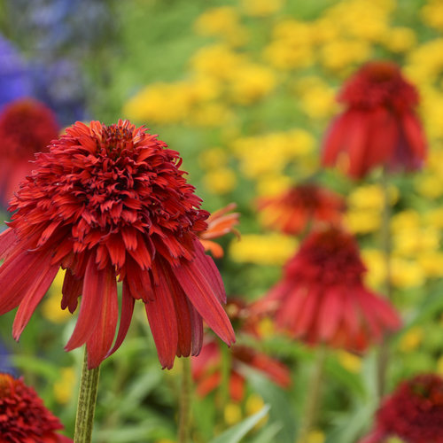 Hot Papaya Coneflower