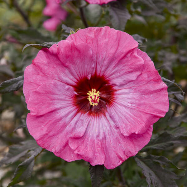 Inner Glow Rose Mallow