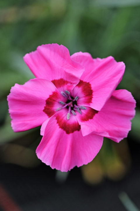 Bumbleberry Pie Dianthus