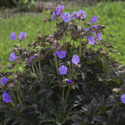 Boom Chocolatta Hardy Geranium