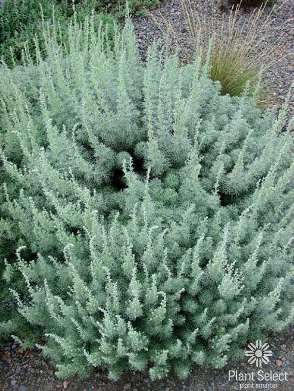 Seafoam Curlicue Sage Brush