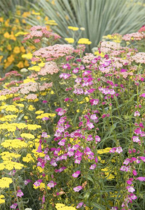 Hot Pink Riding Hood Beardtongue (Penstemon)