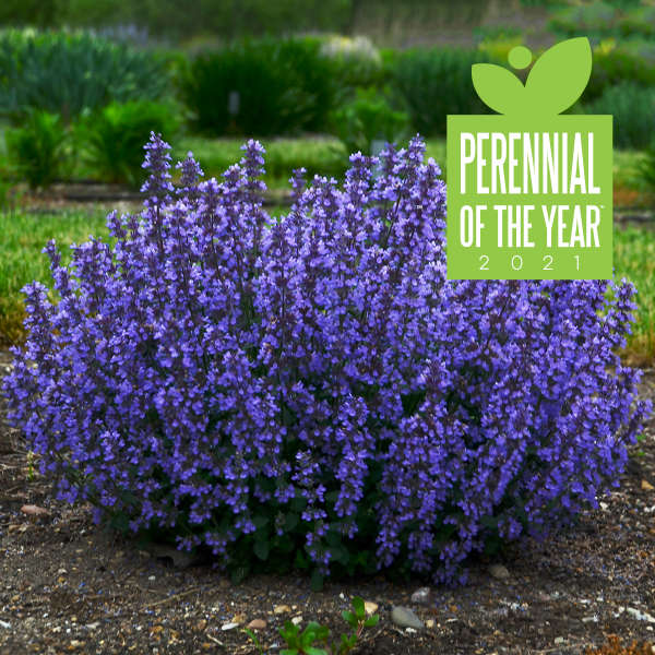 Cat's Pajamas Catmint — photo 1