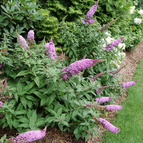 zPugster Pinker™ Dwarf Butterfly Bush