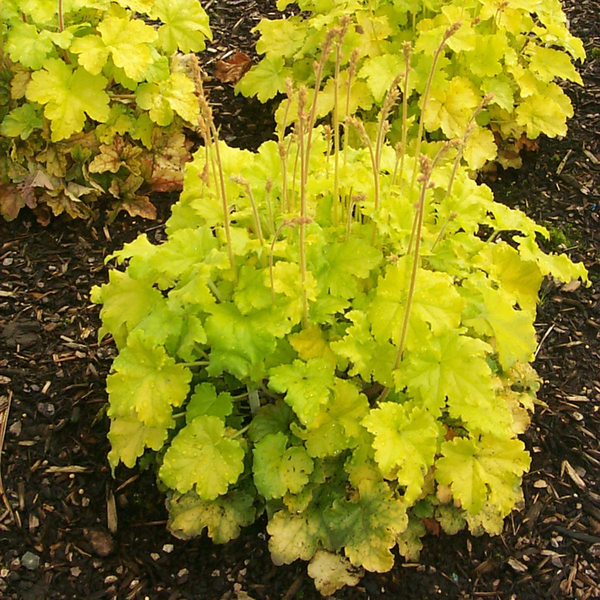 Lemon Chiffon Coral Bells