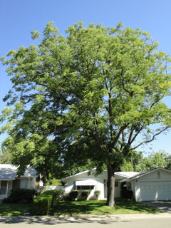 Espresso-JFS Espresso™ Kentucky Coffee Tree