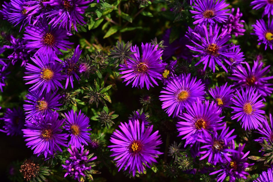 Purple Dome Fall Aster