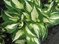 Fire and Ice Hosta