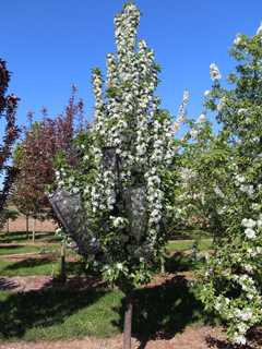 Ivory Spear® Flowering Crabapple Tree