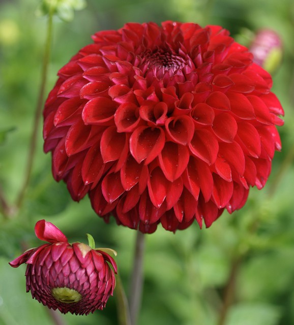 Dahlia Pompon