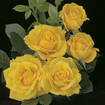 Shock Wave™ Rose