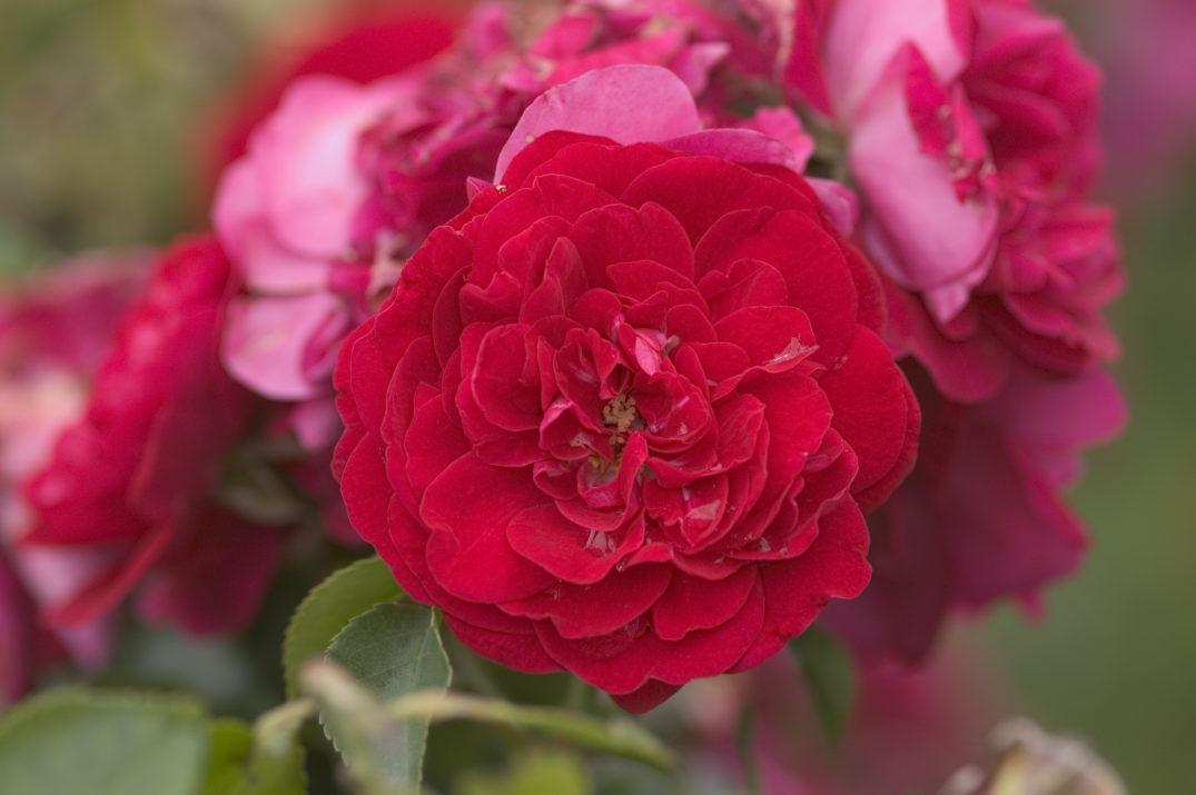 Easy Elegance® Paint the Town™ Rose