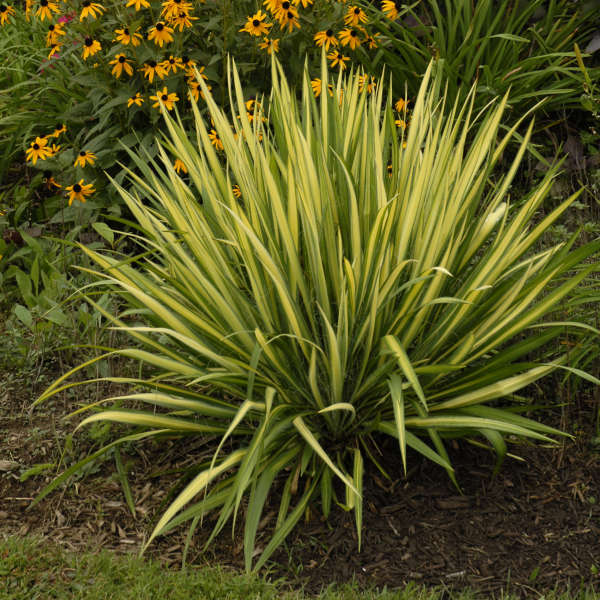 Yucca 'Color Guard'