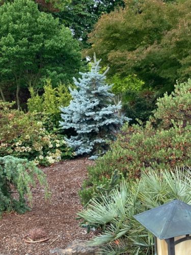 Bizon Blue Colorado Blue Spruce Tree
