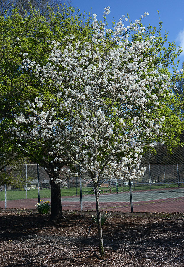 Autumn Brilliance Serviceberry Tree