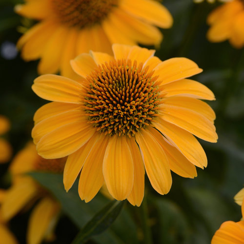 SOMBRERO® Granada Gold Yellow Coneflower