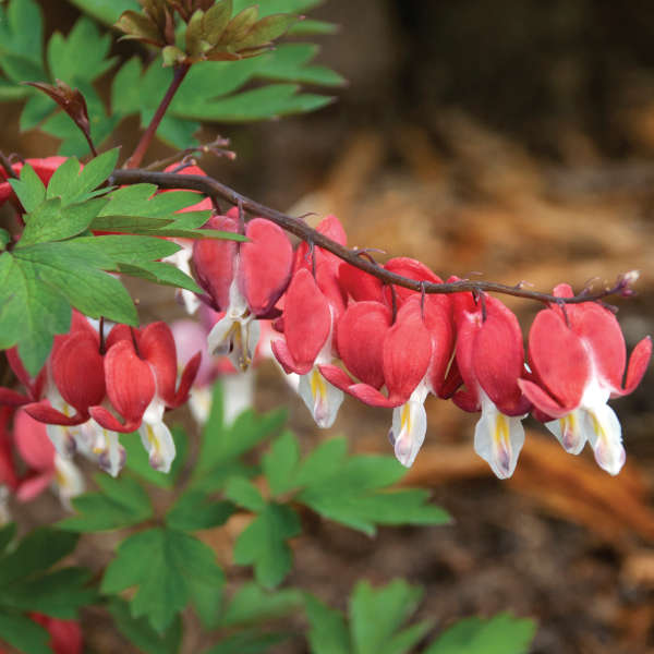 Hordival Valentine® Bleeding Heart