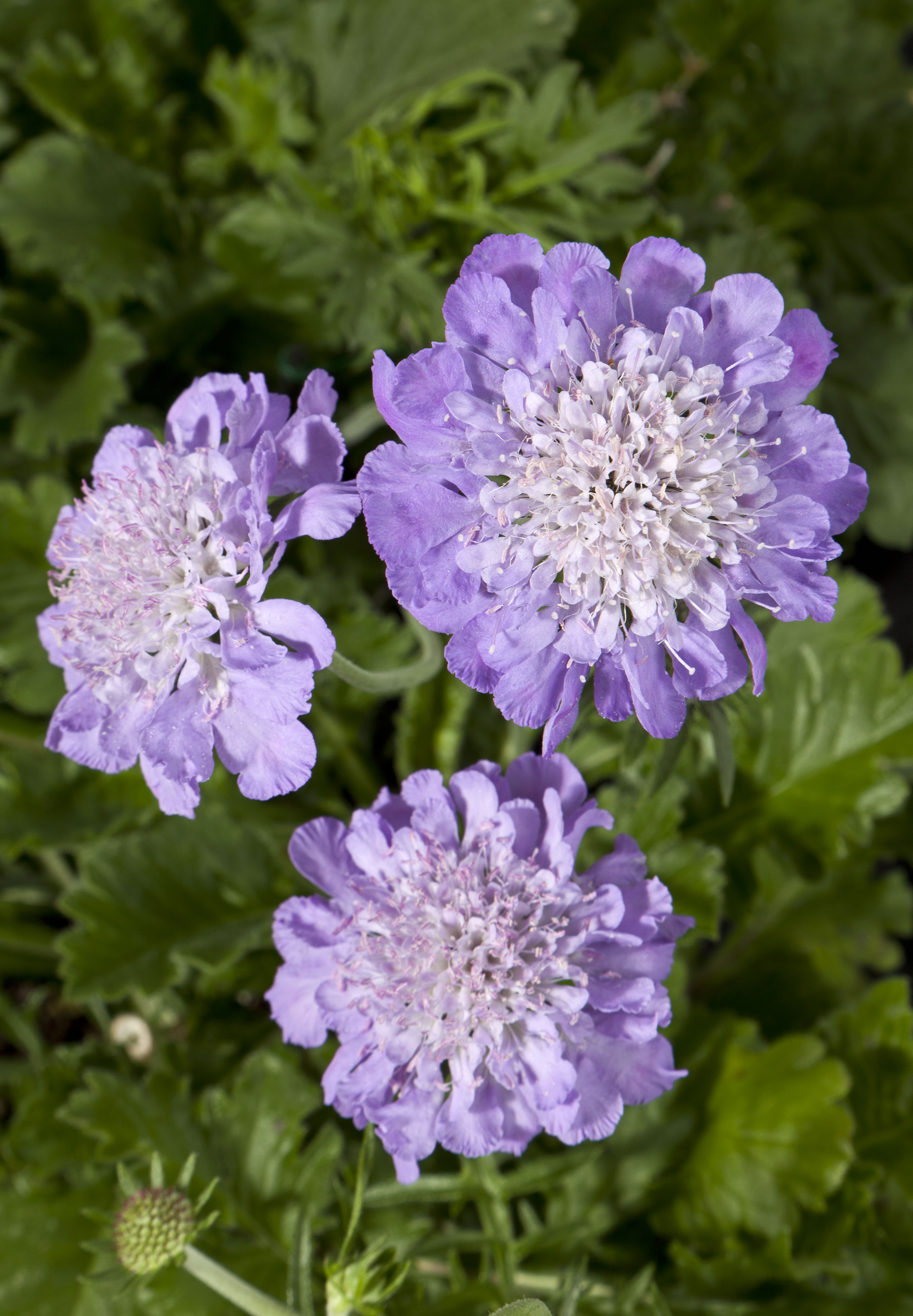 GIGA® Blue Pinchusion Flower