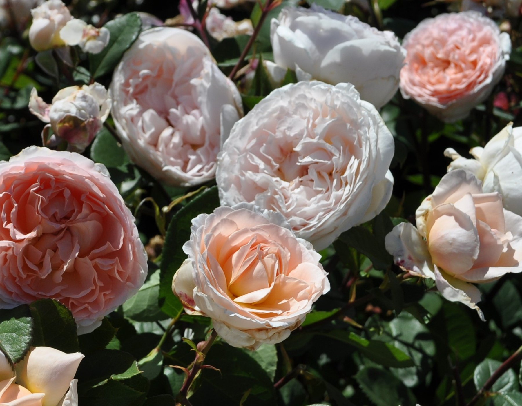 Bliss Parfuma® Rose