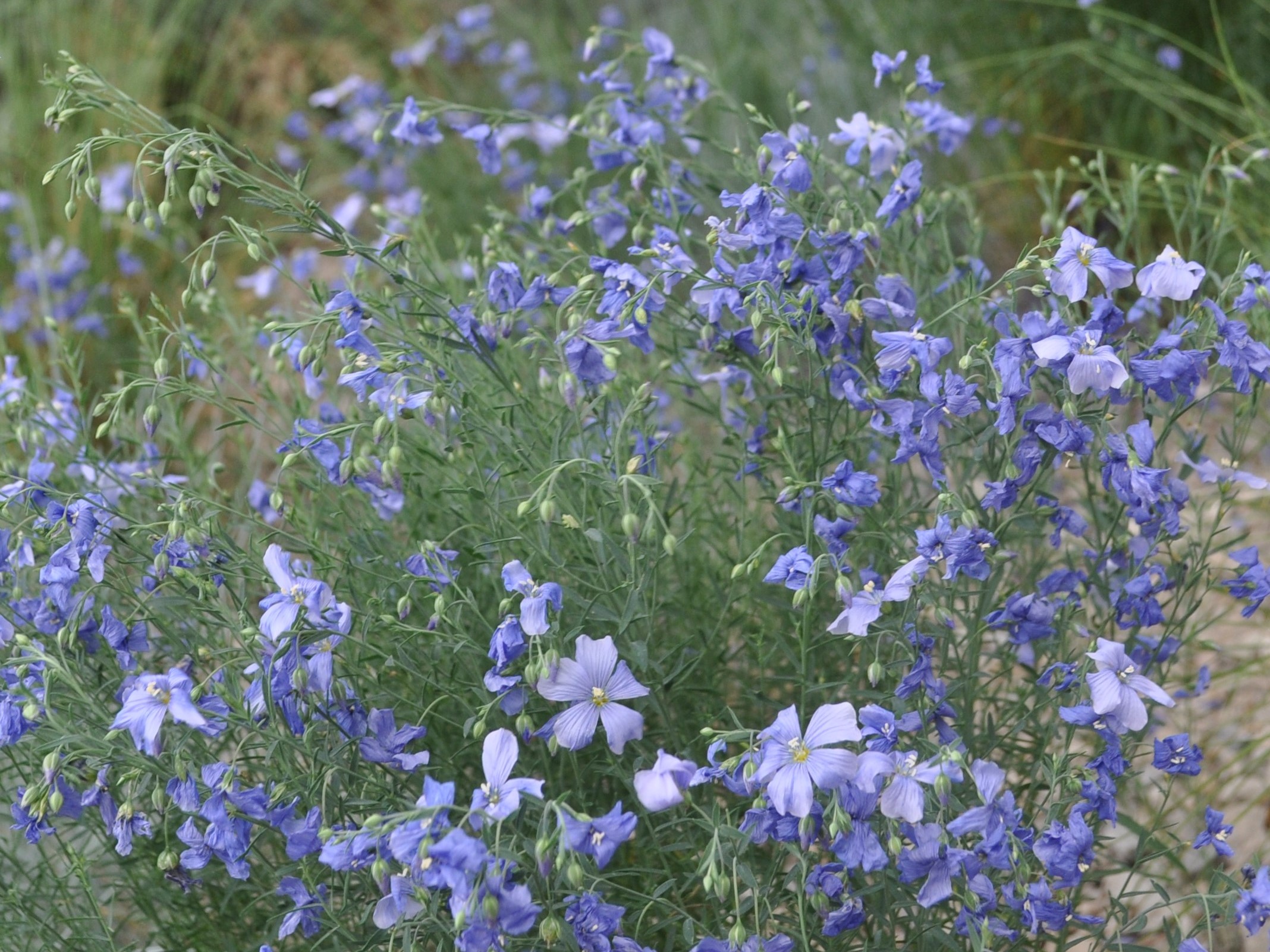 Sapphire Blue Flax