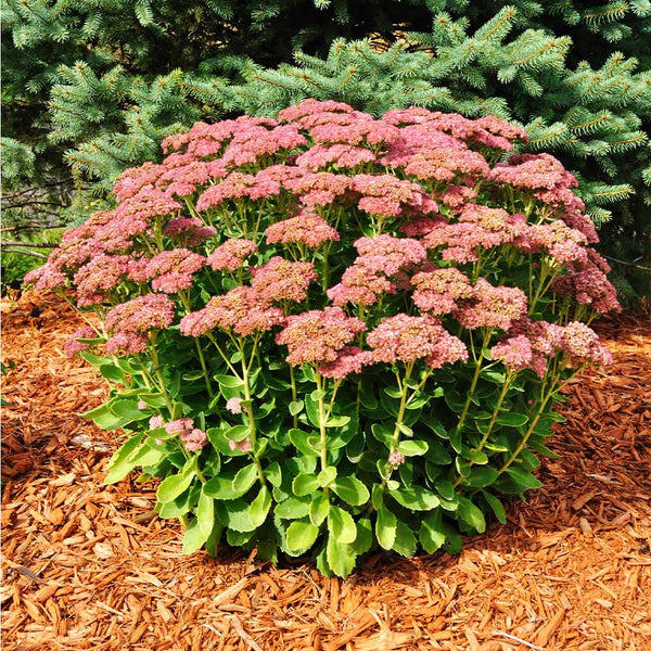 Autumn Joy® Upright Stonecrop