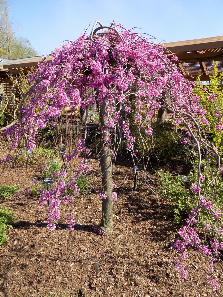 Covey Lavender Twist® Weeping Eastern Redbud