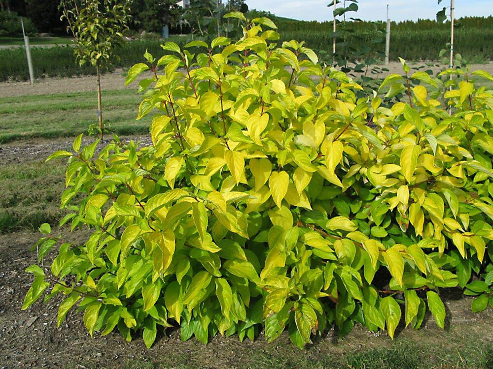 Neon Burst™ Chartreuse Dogwood — photo 1