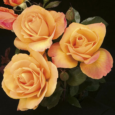 Strike It Rich® Rose