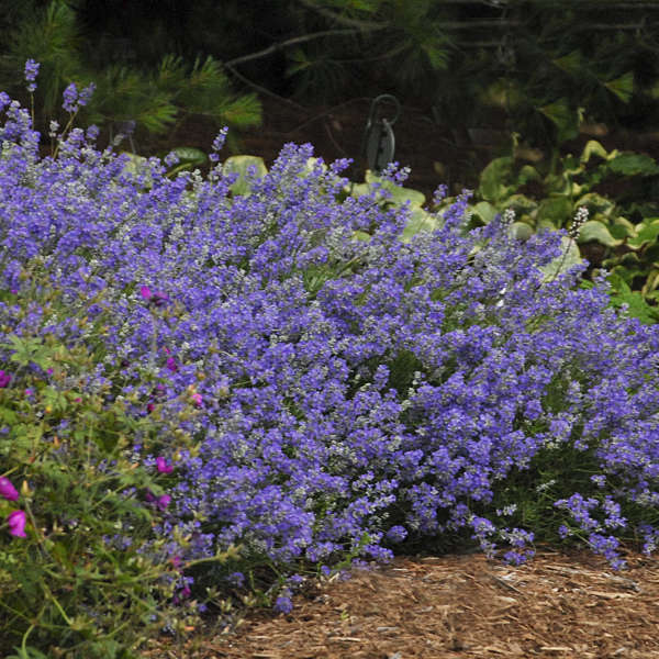 Blue Cushion Lavender