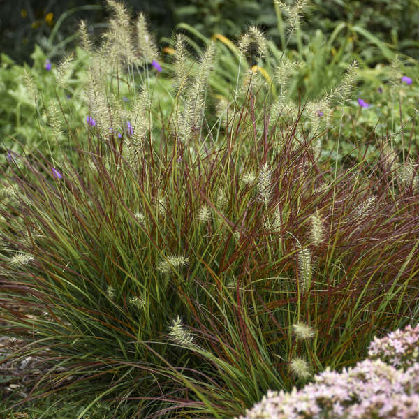 Burgundy Bunny Dwarf Fountain Grass