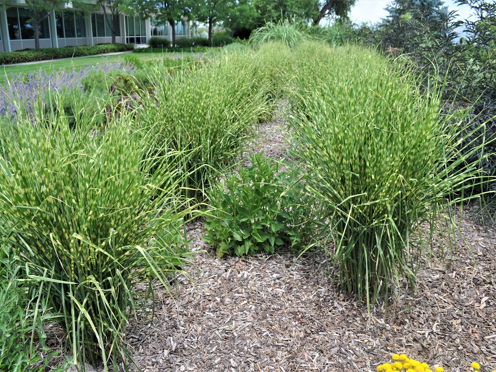 Gold Bar Dwarf Maiden Grass