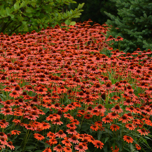 Flamenco Orange Coneflower Grass