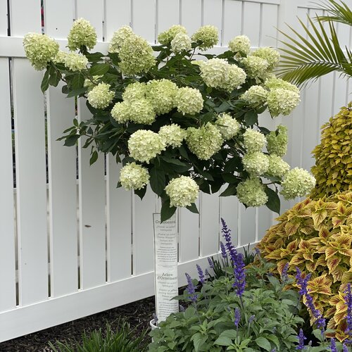 Limelight Panicle Hydrangea