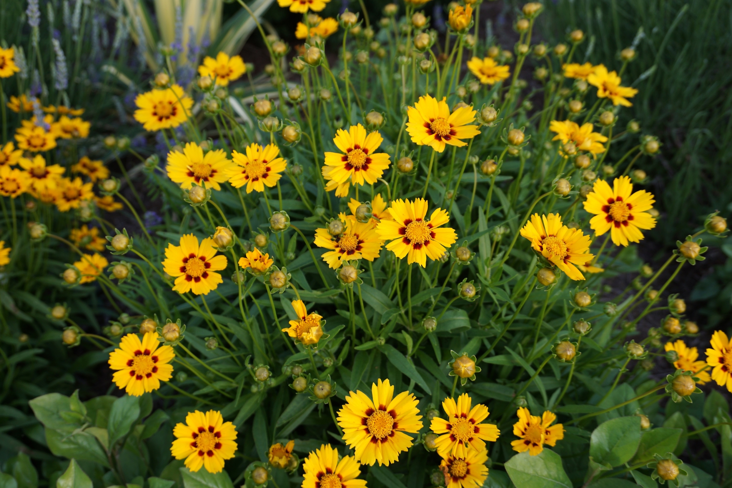 Baby Sun Tickseed