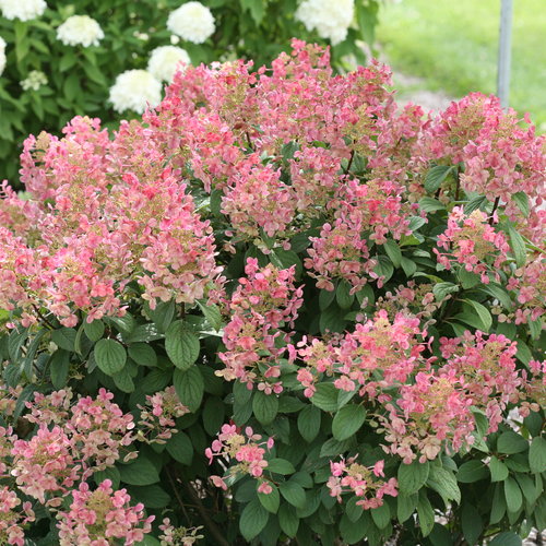 Little Quick Fire® Panicle Hydrangea