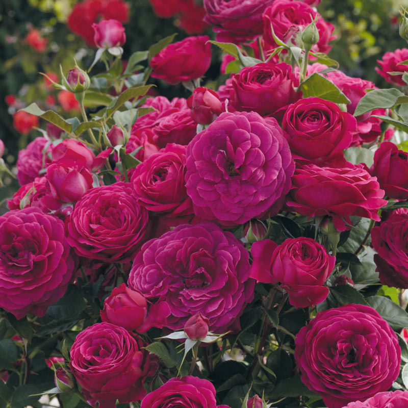 Celestial Night™ Rose