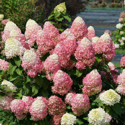 Quick Fire Fab® Panicle Hydrangea — photo 1