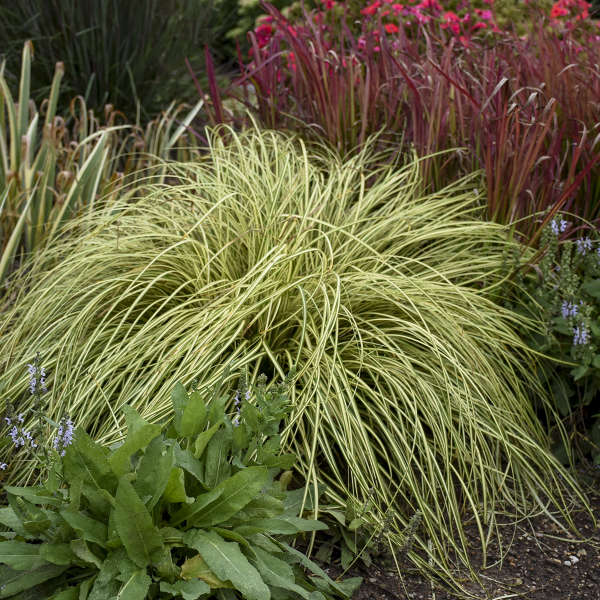 Evergold Sedge Grass