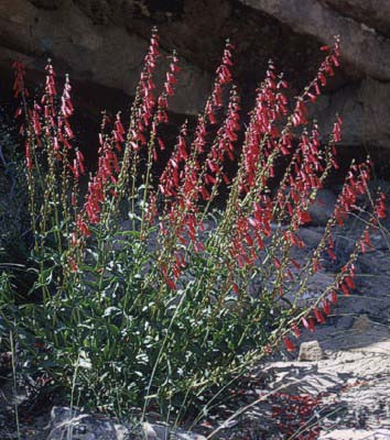 Richfield Selection Beardtongue (Penstemon)
