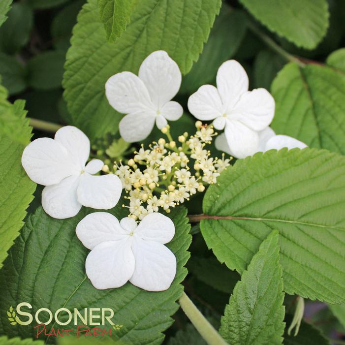 Kilimanjaro Pyramidal Viburnum