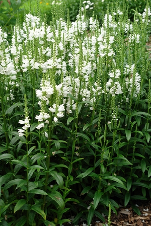 Miss Manners Obedient Plant