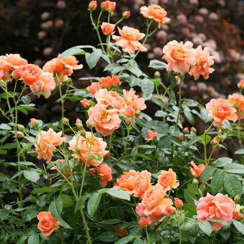 At Last® Rose