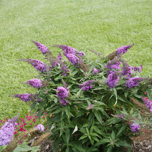 Pugster Periwinkle® Butterfly Bush