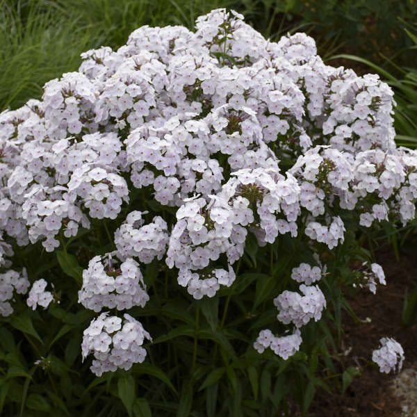 Fashionably Early Crystal Tall Phlox