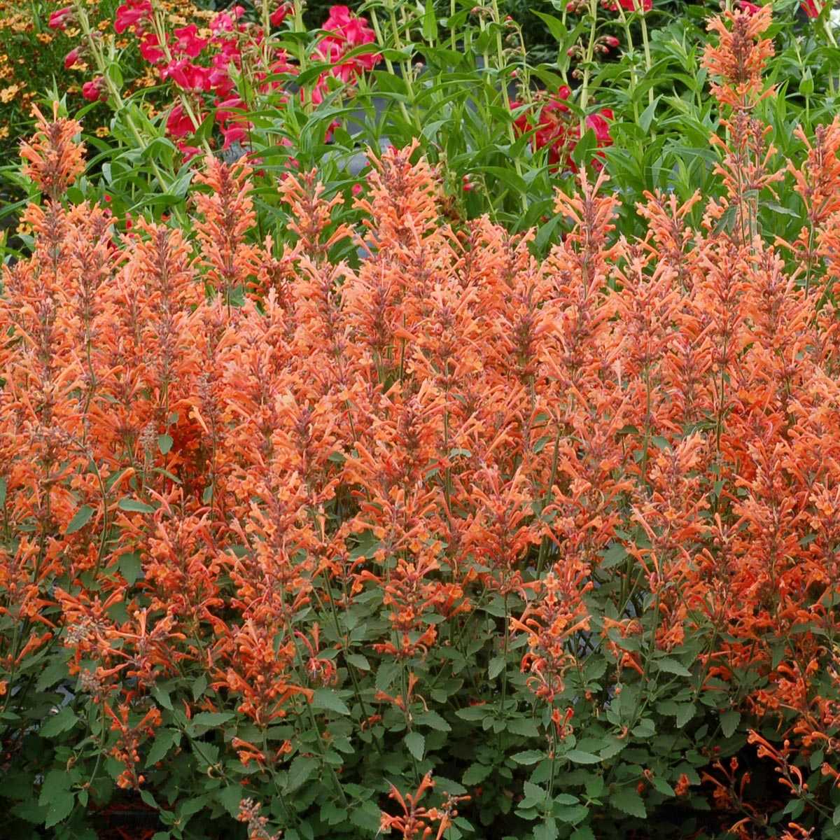 Kudos™ Mandarin Hyssop